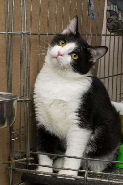 Гордый Ди Каприо ищет своего покровителя в Москве фото 3