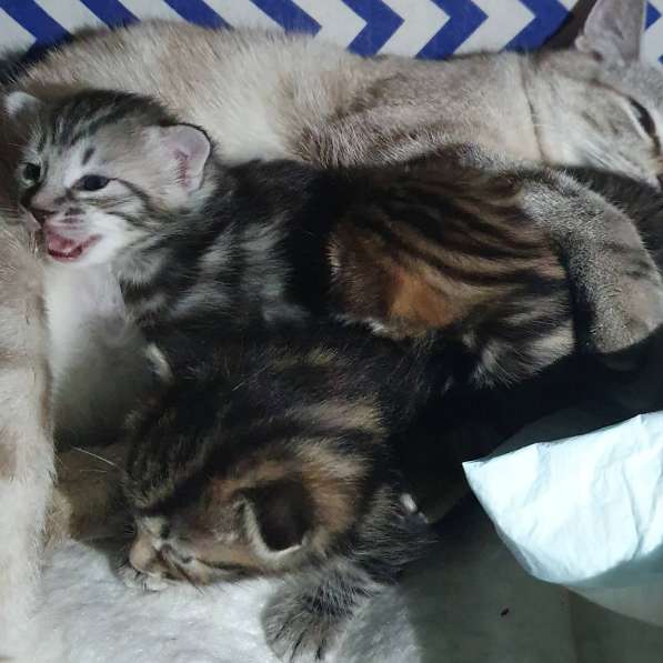 Курильчата в Саранске фото 16