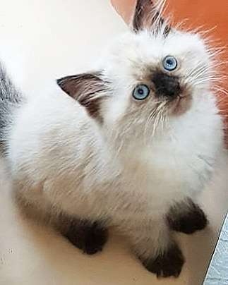 МАМОЧКИН СИБИРЯК в Москве фото 11