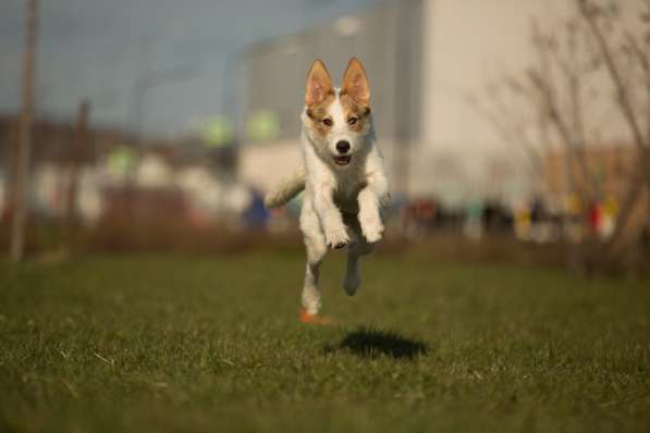 Белая пушистая компактная собачка в Санкт-Петербурге фото 21