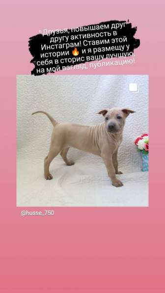 Щенки тайского риджбека в Дубне фото 9