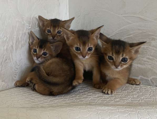 Абиссинские котята в фото 11