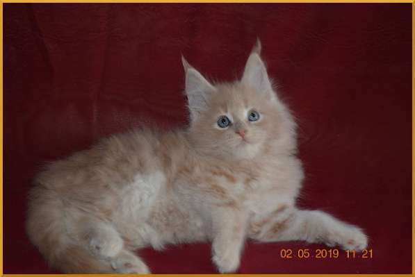 Великолепные котята мейн-кун из питомника в Волгограде фото 243