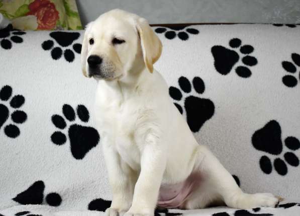 ПАТТИ ОСЕННЯЯ СКАЗКА в Москве фото 6