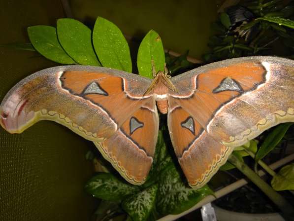 Живые тропические бабочки, салют из бабочек
