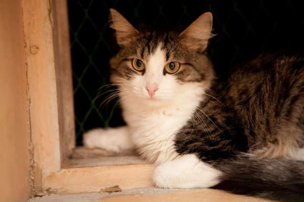 В поисках уютного дома застенчивая кошечка Кларисса в Москве фото 3