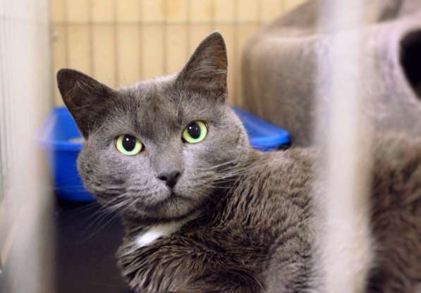 Нежная Дуся ждет путешествия домой в Москве