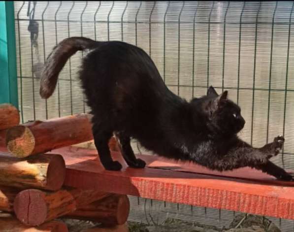 Воспитанный златоглазый котофей в Санкт-Петербурге фото 24