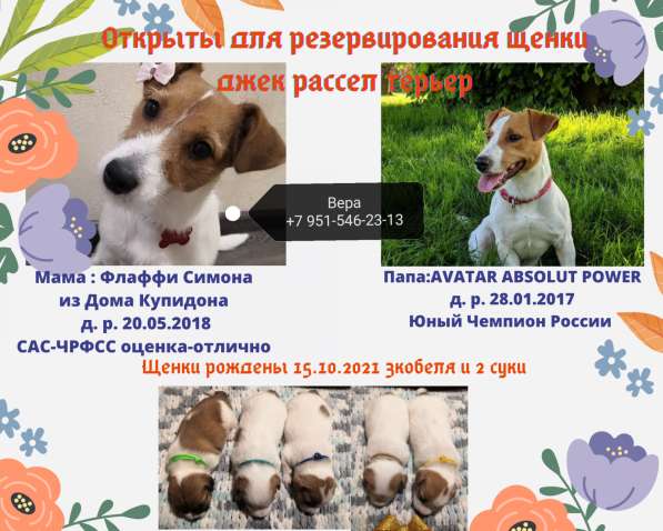 Щенки джек рассел терьер в Воронеже фото 4