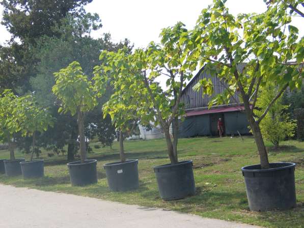 Крупномеры деревья, поставка, доставка, посадка в Краснодаре фото 3