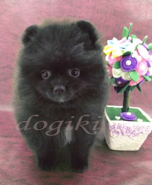 Мальчик шпиц в Москве