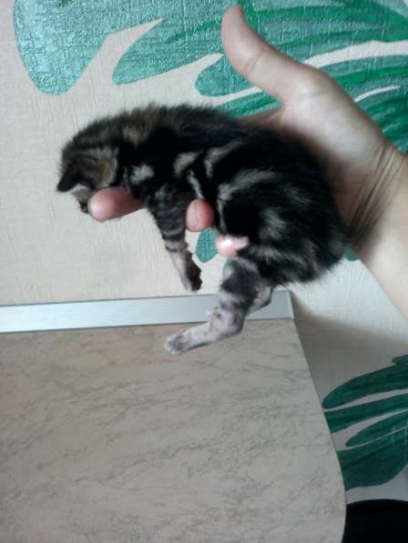 Котята курильский бобтейл Чистокровные в Новосибирске фото 14