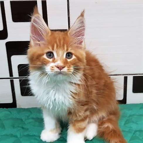 Котята породы мейн-кун из питомника Arktur в Екатеринбурге фото 6