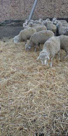 Мериносовые бараны и овцы (хвостатые)/Merinos qoylar va qucq в фото 5