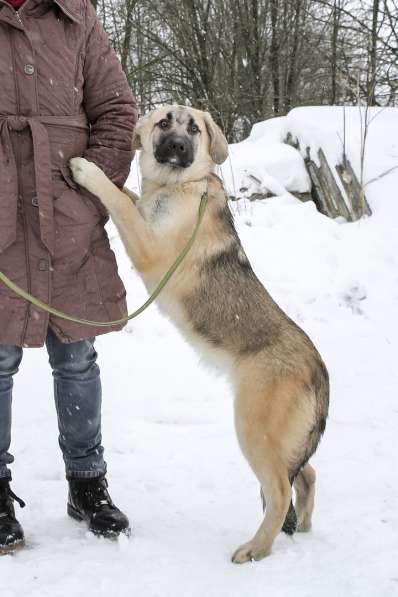 Собака в хорошие руки в Санкт-Петербурге