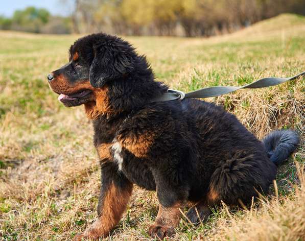 Щенки тибетского мастифа в Иркутске фото 11