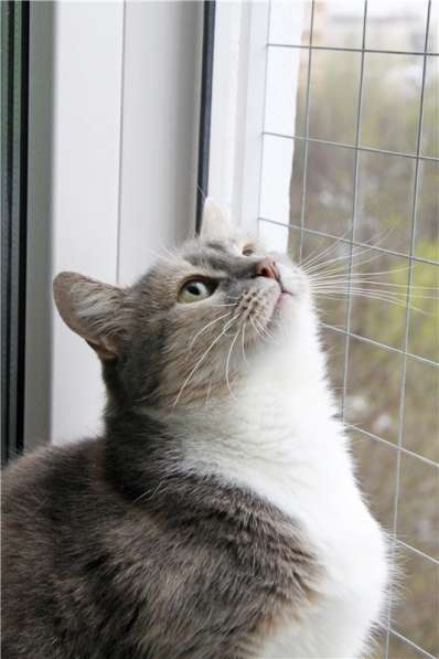 Нежная девочка Грета ищет дом в Москве фото 3