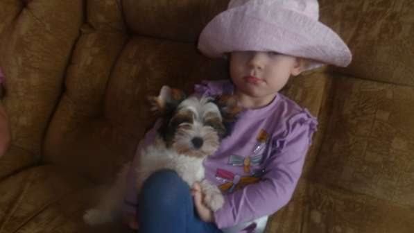 Элитные собачки в Балаково фото 24