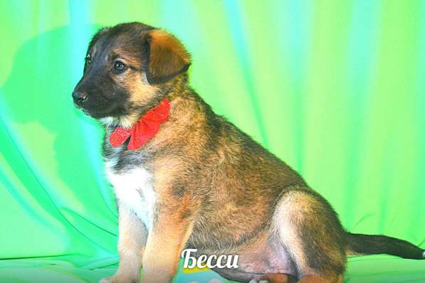 Щенки-девочки Беста, Бетти, Бесси Возраст 2 мес в Санкт-Петербурге фото 10