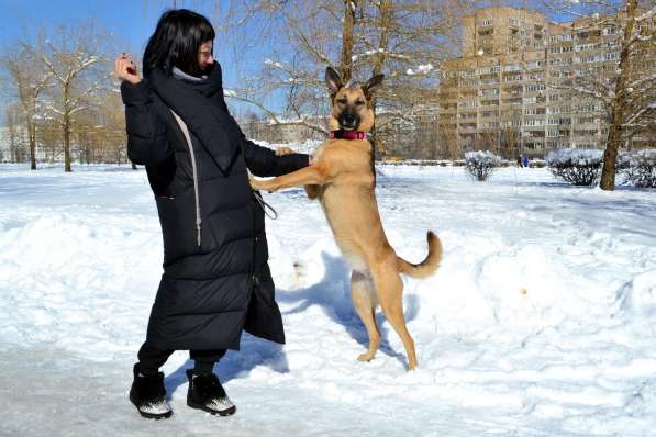 Красивая умная собака ищет дом в Санкт-Петербурге фото 13