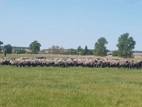 Племенные чистопородные романовские овцы в Уфе фото 3