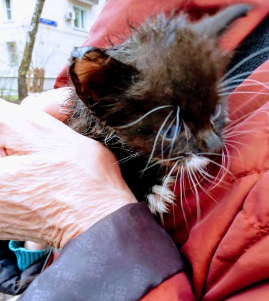 Масик Тарасик ищет любящий дом в Москве фото 20