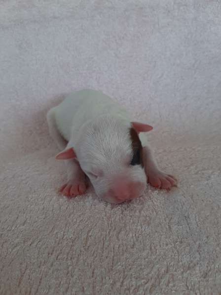 Милые мальчики и девочки Амстаффа резерв ркф в Москве фото 59