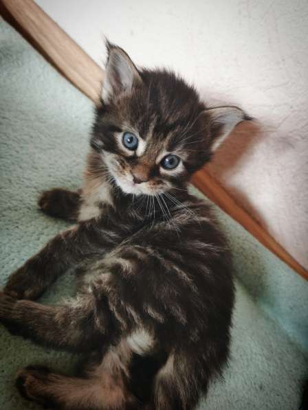 Котенок мейнкун родился 14 февраля 2021 в 