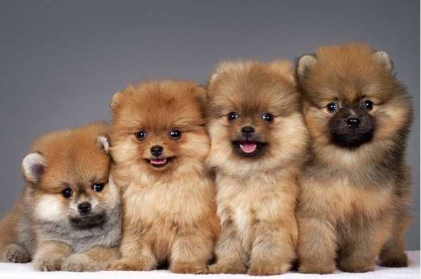 Шпиц Красноярск в Красноярске