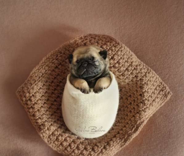 Мопс девочка в Санкт-Петербурге