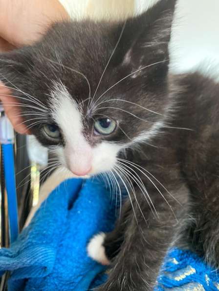 Озорной котёнок Том ищет дом в Санкт-Петербурге фото 11