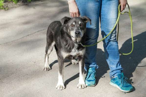 Собака в хорошие руки в Санкт-Петербурге