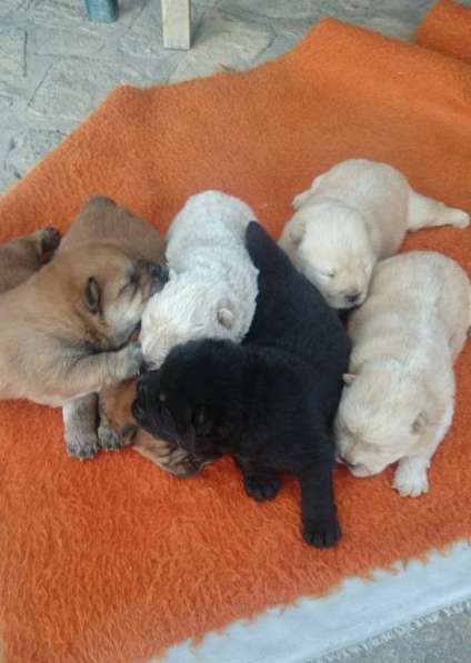 Пушистые, яркие щенки чау-чау в Москве фото 3