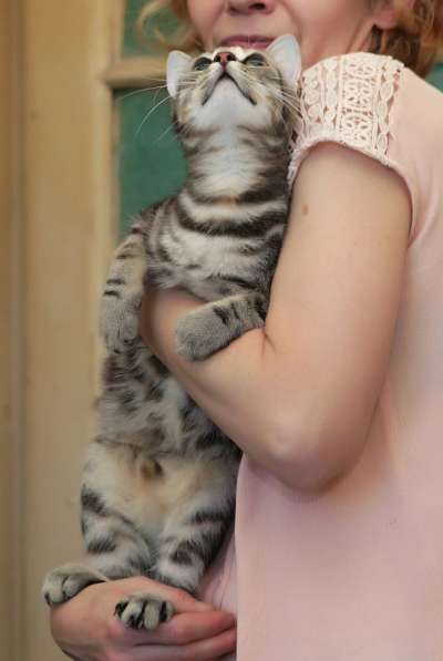 Ручная кошечка ищет дом в Санкт-Петербурге фото 12