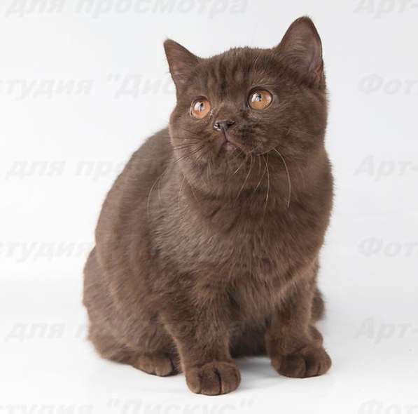 котенка шоколадного в Хабаровске фото 7