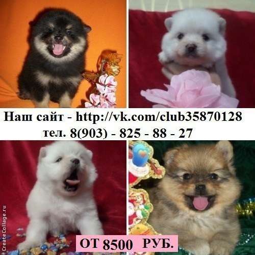 Померанцы девочки и мальчики