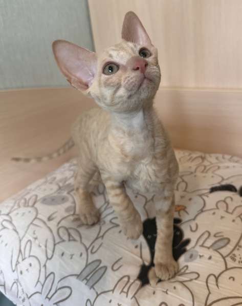 Корниш рекс