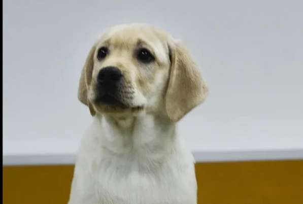 Питомник LIRA VI LAB предлогае щенков в Иркутске фото 7