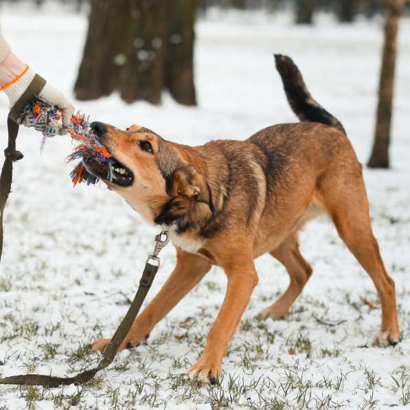 Очаровательная собачка компактного размера в Санкт-Петербурге фото 49