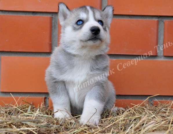 Две высокопородные девочки Хаски от Чемпионов! в Тюмени фото 26