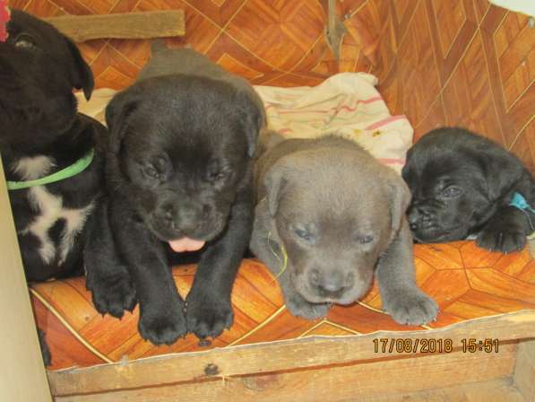 Малыши Корсики 3 мес в Москве фото 21