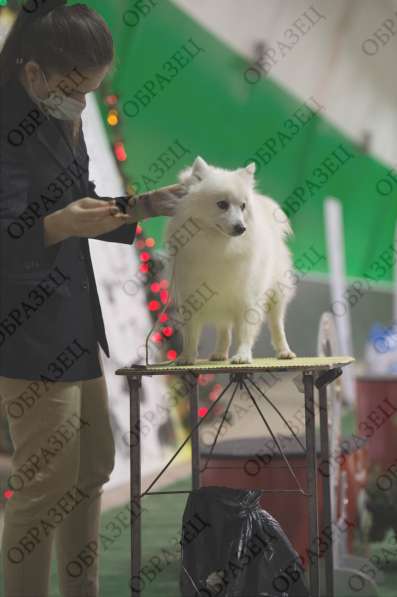 Японский шпиц собака в Ростове-на-Дону фото 4