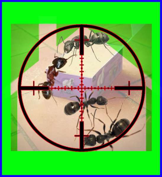 Как избавиться от муравьёв - услуги борьба с муравьями в фото 3