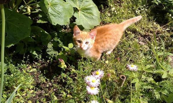 Молодой котик ищет дом в Истре фото 14