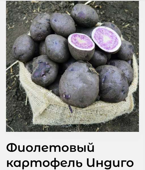 Семенной фиолетовый картофель
