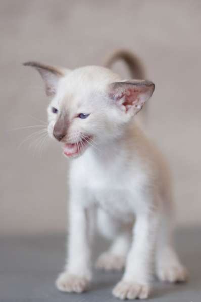 Ориентальные котята в Санкт-Петербурге фото 9