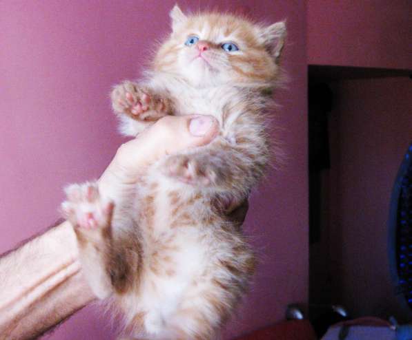 Котята!!! Открыты к резерву в фото 17