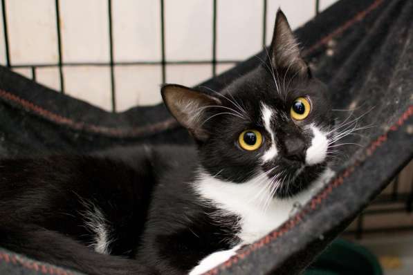 Кот Азор ищет дом в Москве фото 3