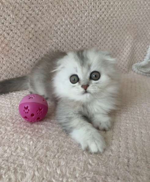 Кошки на продаже