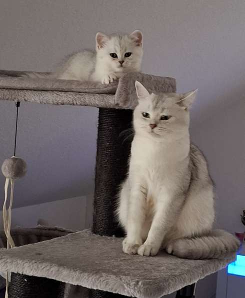 Британские котята в фото 15